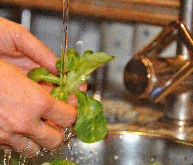 Zwei Hände halten Salatblätter unter einen Wasserstrahl in einer Küchenumgebung.